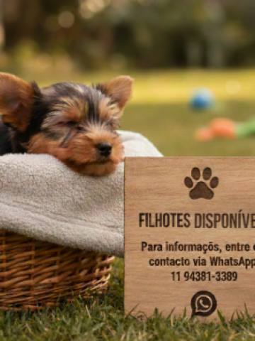Filhotes-de-yorkshire-DISPONIVEL